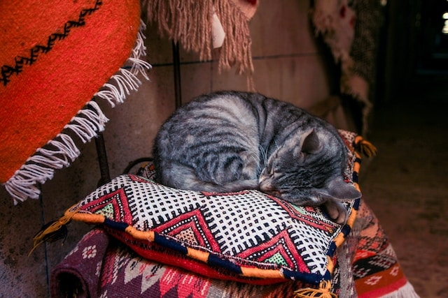 Cactus print carpets